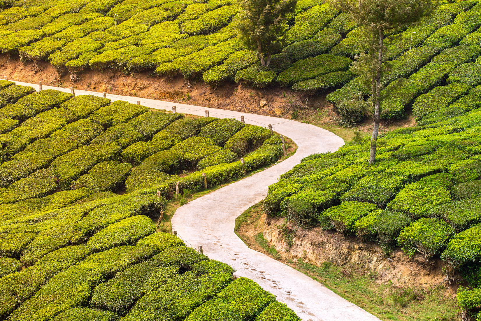 Empty road through tea plantations in Munnar, India